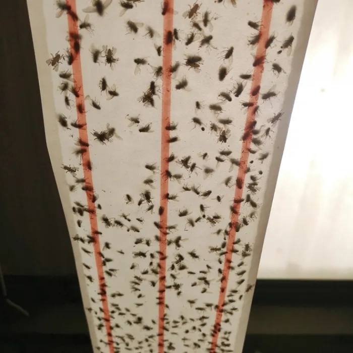 zero_in_ultra_power_xl_st_0.webp Zero In Insect Control | Insect Control*Ultra Power XL Sticky Fly Roll 10m